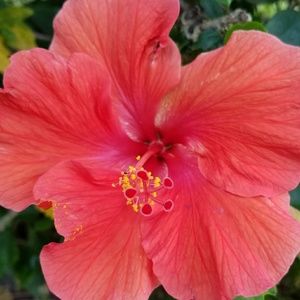 Meet your Posher, Carie